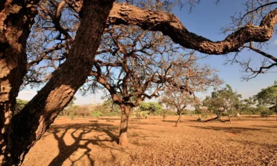 Desmatamento no Cerrado atinge níveis recordes