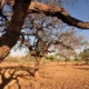 Desmatamento no Cerrado atinge níveis recordes