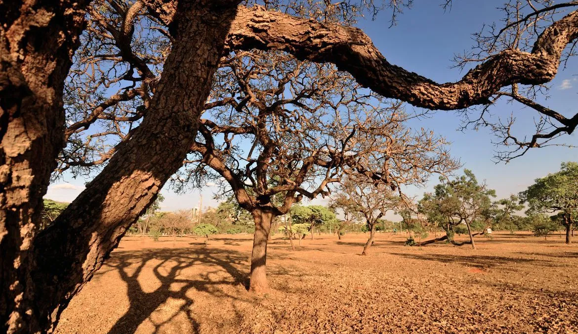 Desmatamento no Cerrado atinge níveis recordes